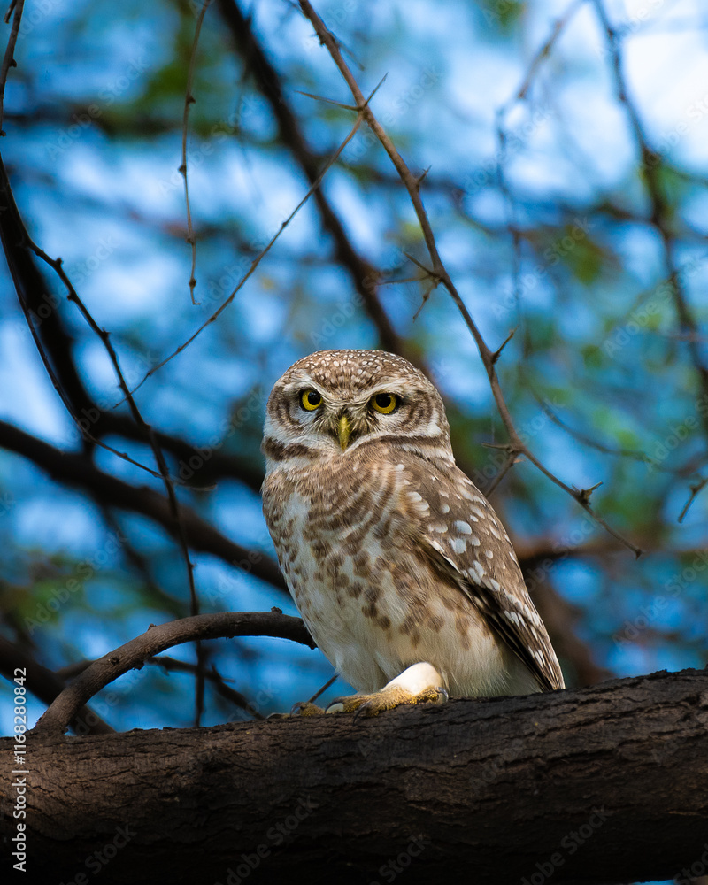Spotted Owl perched in Keoladeo National Park, staring directly with piercing yellow eyes. Nocturnal raptor, bird of prey, wildlife close-up, forest bird in natural habitat. Spotted Owl perched in Keoladeo National Park, staring directly with piercing yellow eyes. Nocturnal raptor, bird of prey, wildlife close-up, forest bird in natural habitat.