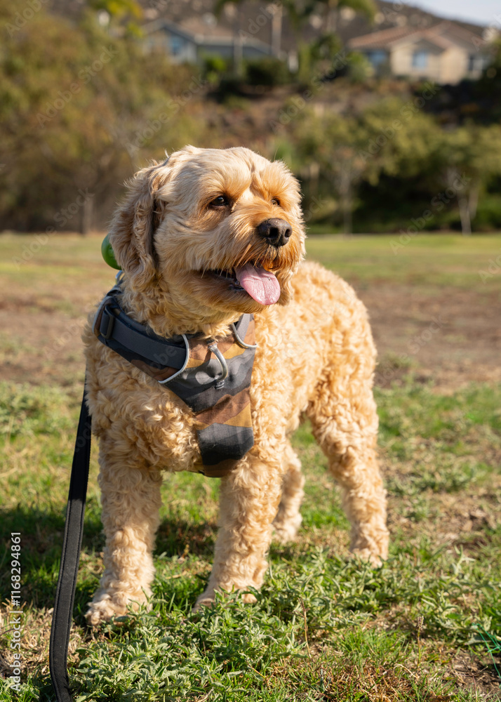 Cockapoo at The Dog Park, Cute Cockapoo in The Sun, Cute Cockapoo, Cute Doodle Sunbathing, Cocker Spaniel Enjoying The Sun, Dog Park Cockapoo at The Dog Park, Cute Cockapoo in The Sun, Cute Cockapoo, Cute Doodle Sunbathing, Cocker Spaniel Enjoying The Sun, Dog Park