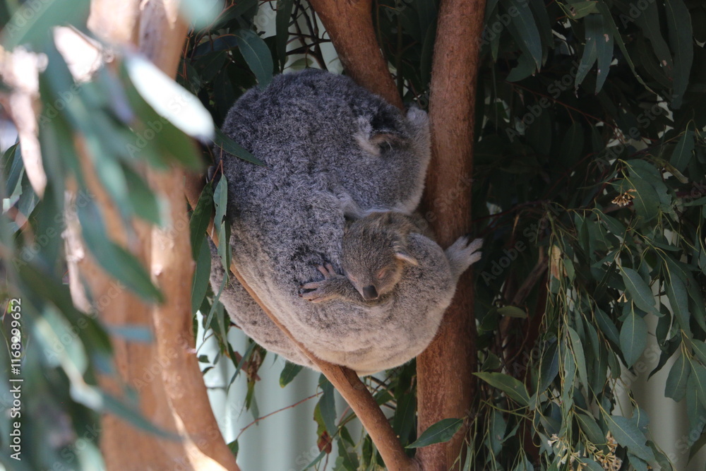 Fototapeta premium koala with baby in tree