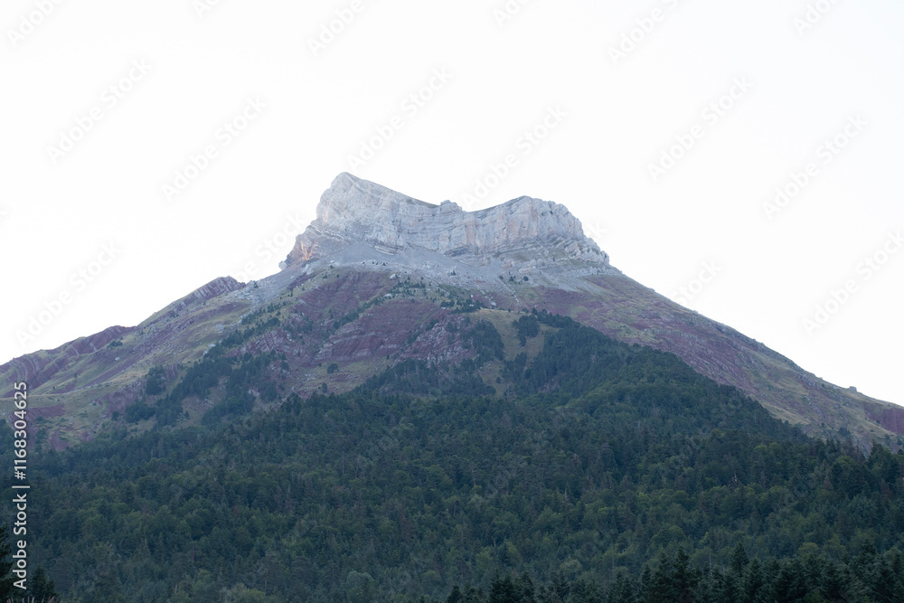 Selva de Oza