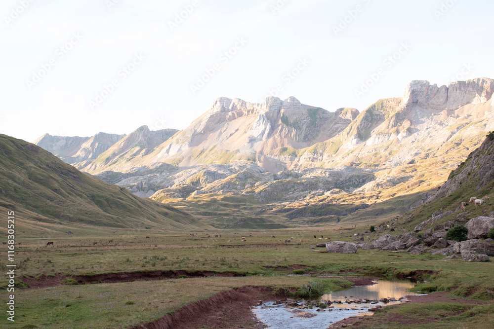 Selva de Oza