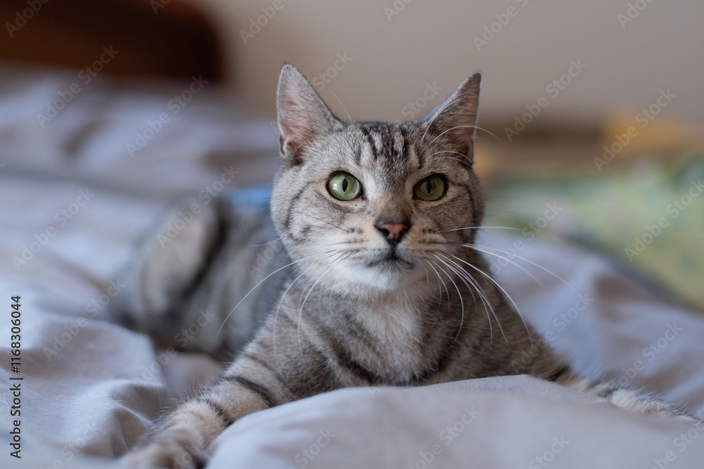 ベッドの上で横になってくつろぐ可愛い猫 サバトラ猫 ベッドの上で横になってくつろぐ可愛い猫 サバトラ猫