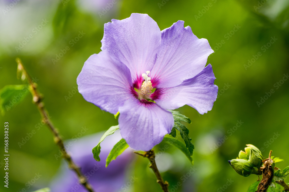 Purple flower of Chinese hibiscus against a green background. Flowering plant close-up. Hibiscus rosa sinensis.
Purple flower of Chinese hibiscus against a green background. Flowering plant close-up. Hibiscus rosa sinensis.