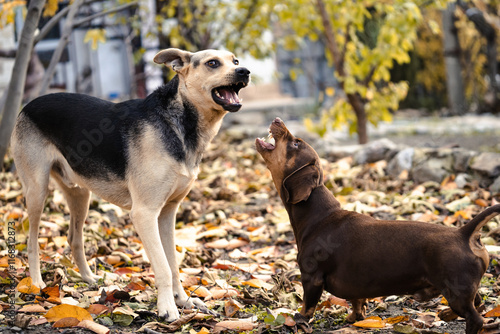 Photography Two domestic dogs playing in an autumn backyard