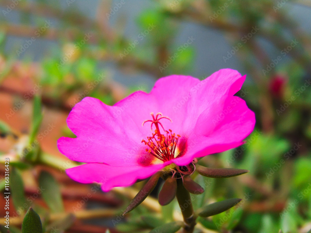 Fuchsia common purslane flower (portulaca) Fuchsia common purslane flower (portulaca)