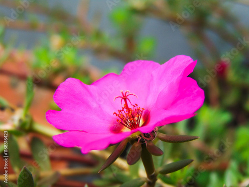 Fuchsia common purslane flower (portulaca) photo