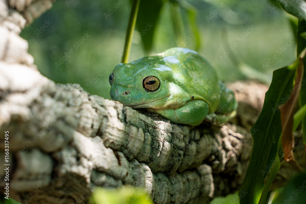 Grüner Frosch Grüner Frosch