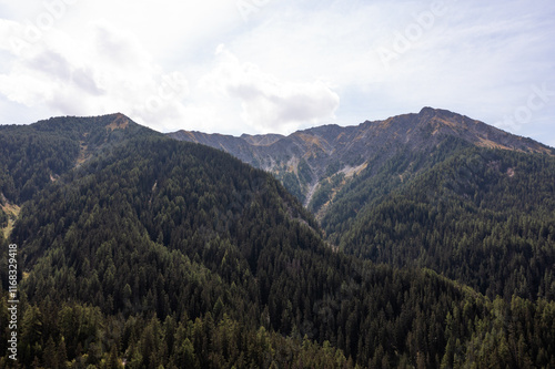 Forest in a mountain in France