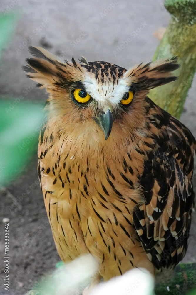 Fototapeta premium a very cute brown owl with yellow eyes
