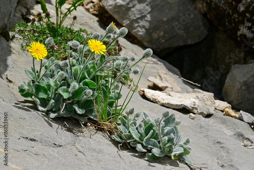 Zottiges Habichtskraut, Wollhabichtskraut // shaggy hawkweed, woolly hawkweed (Hieracium villosum) - Lovcen Nationalpark, Montenegro photo