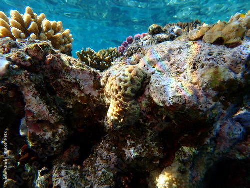 Knob coral (Dipsastraea pallida) undersea, Red Sea, Egypt, Sharm El Sheikh, Montazah Bay photo