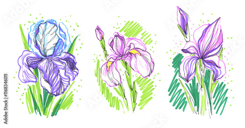 A creative set of irises, purple flowers, hand-drawn doodles with a felt-tip pen, an illustration on a white background. Lilac spring flowers, drawing with markers.