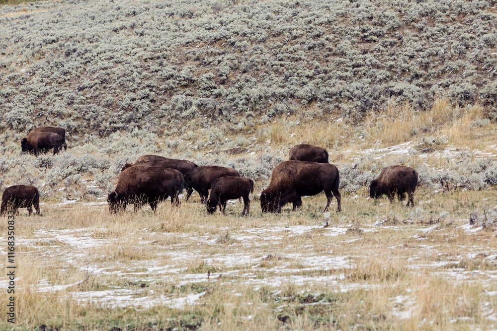 Wild bison graze in a snowy field. , Yellowstone National Park, Wyoming, USA. Wild bison graze in a snowy field. , Yellowstone National Park, Wyoming, USA.