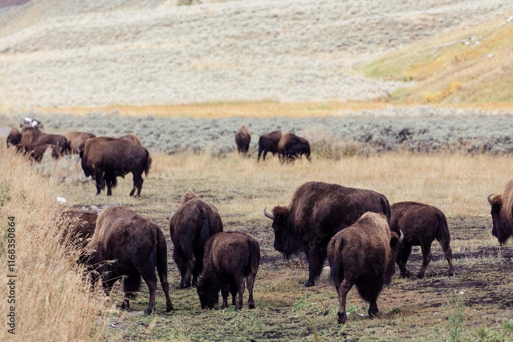 Wild bison grazing in a grassy meadow. A herd of bison peacefully foraging. , Yellowstone National Park, Wyoming, USA. Wild bison grazing in a grassy meadow. A herd of bison peacefully foraging. , Yellowstone National Park, Wyoming, USA.