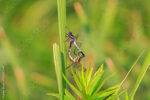 シオカラトンボ