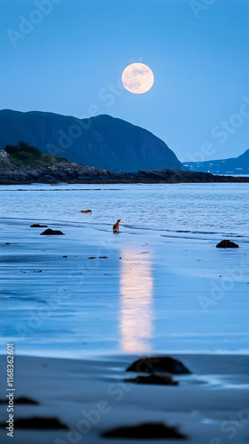 Coastal Seal Moonlit Beach Night Seascape Norway.