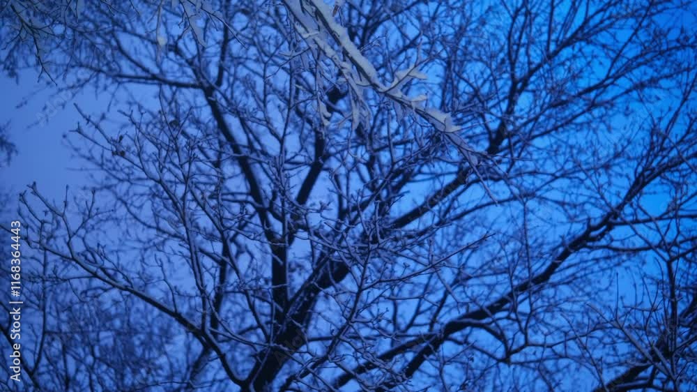 sky, tree branches tops, look up. evening light, blue color. snow on tree branches, beautiful winter. close up. snowflakes winter
sky, tree branches tops, look up. evening light, blue color. snow on tree branches, beautiful winter. close up. snowflakes winter