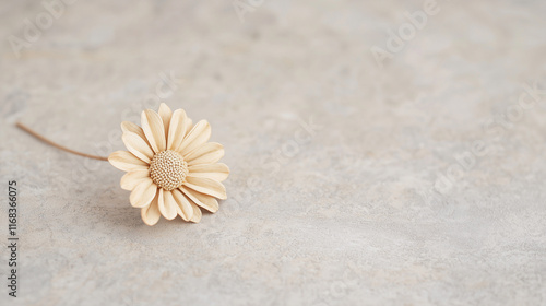 Solitary Dried Daisy on Tex...