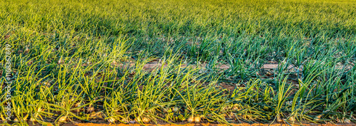 Close up of field with green ripening onion. Concept of sustainable agricultu...