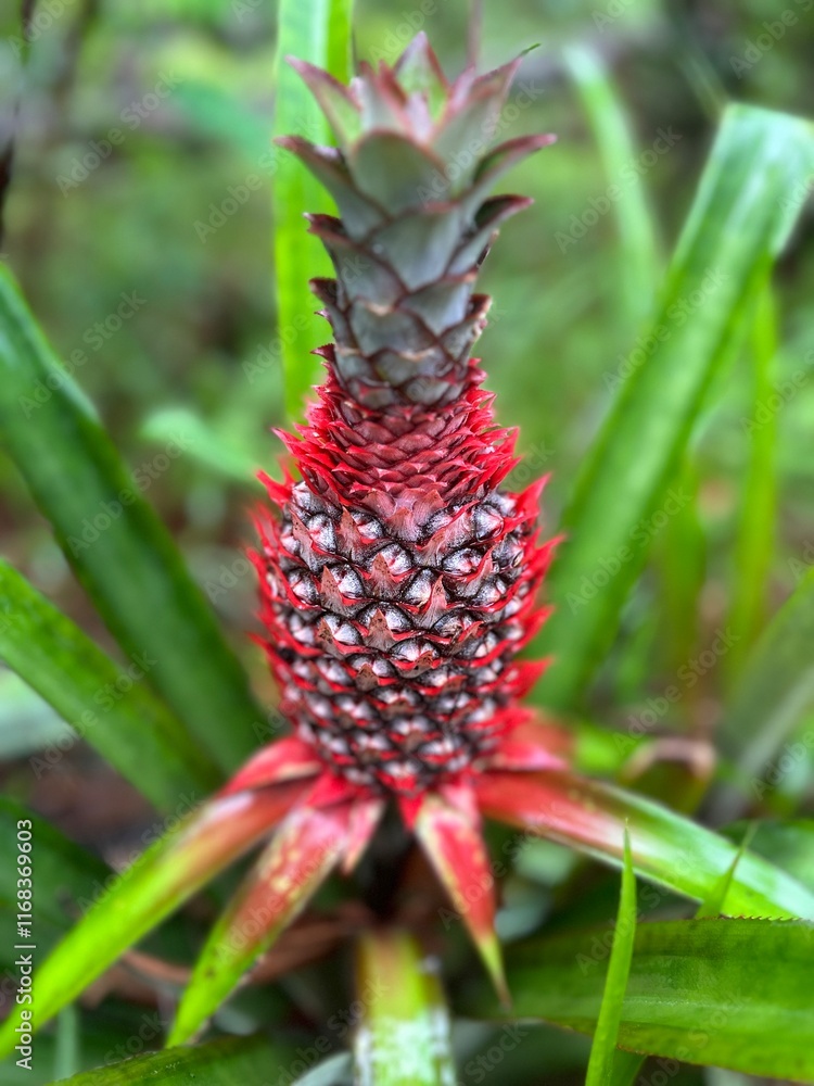 pineapple in the garden