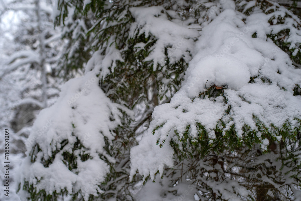 Close up photo of beautiful branch of spruce covered with snow. Christmas tree in nature. Green spruce close up. Close up photo of beautiful branch of spruce covered with snow. Christmas tree in nature. Green spruce close up.