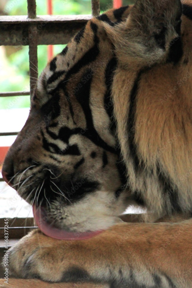 Naklejka premium Tigers have thick, patterned skin
