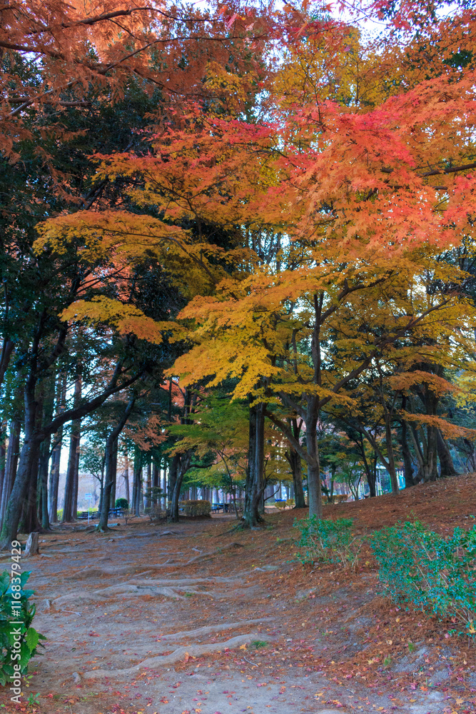 Naklejka premium 紅葉