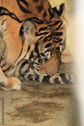 Tigers have thick, patterned skin