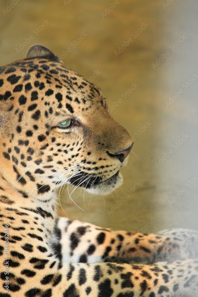 Obraz premium Tigers have thick, patterned skin