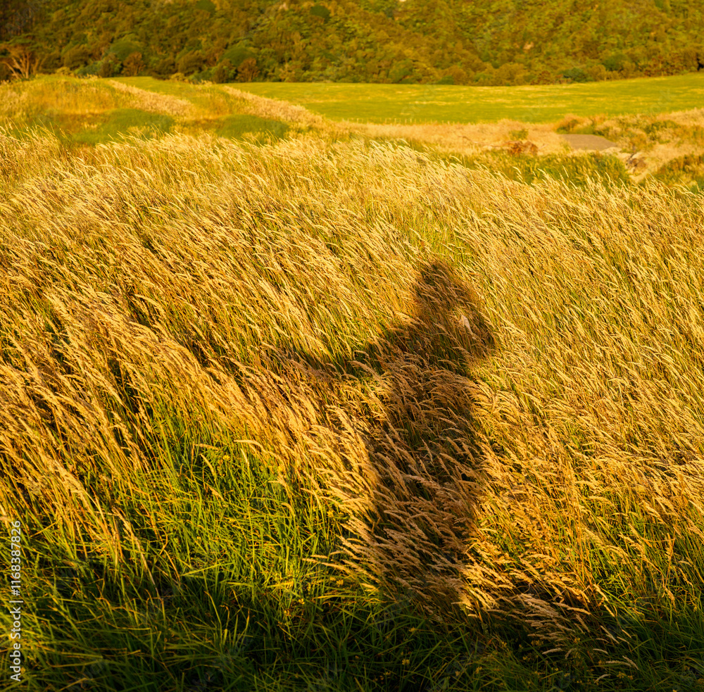 Long shadow of a woman on the grass in golden hour.