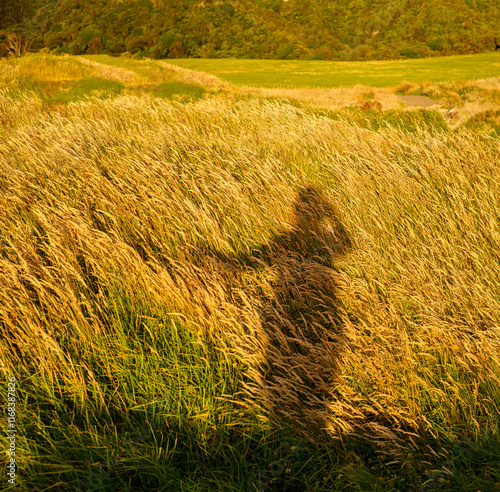 Obraz na płótnie Long shadow of a woman on the grass in golden hour. w salonie