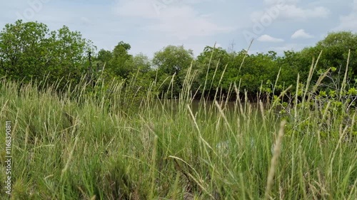 Close-up of Thinopyrum intermedium, windblown wheatgrass. Riverbank and pond wheatgrass with cloudy weather in Pamekasan, Indonesia photo