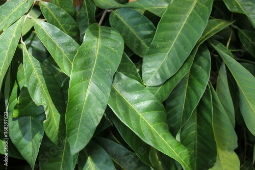 The background of green leaves fills the full frame
