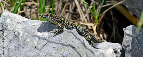 Mauereidechse - Männchen // common wall lizard - male (Podarcis muralis albanica) - Lovcen Nationalpark, Montenegro photo