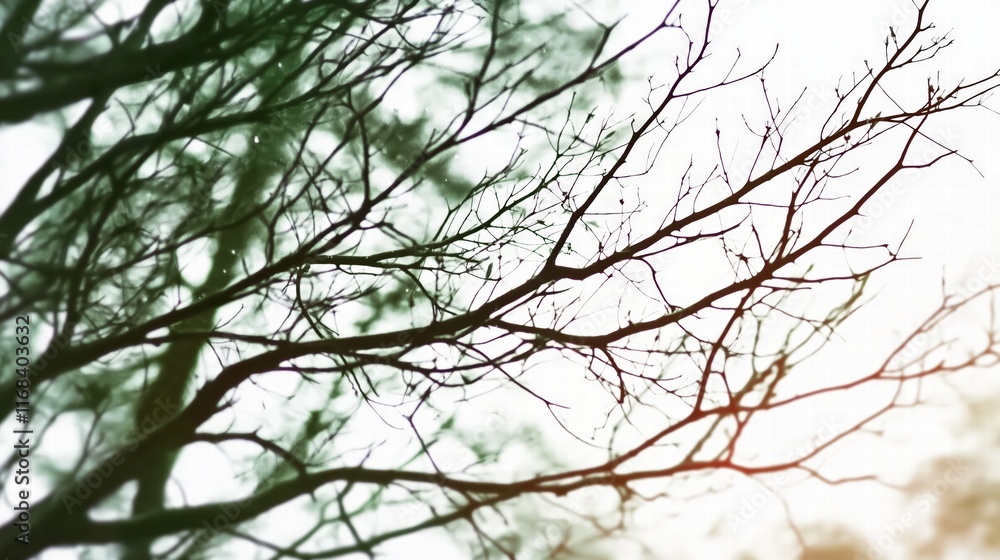 Delicate Bare Tree Branches in Soft Focus Delicate Bare Tree Branches in Soft Focus