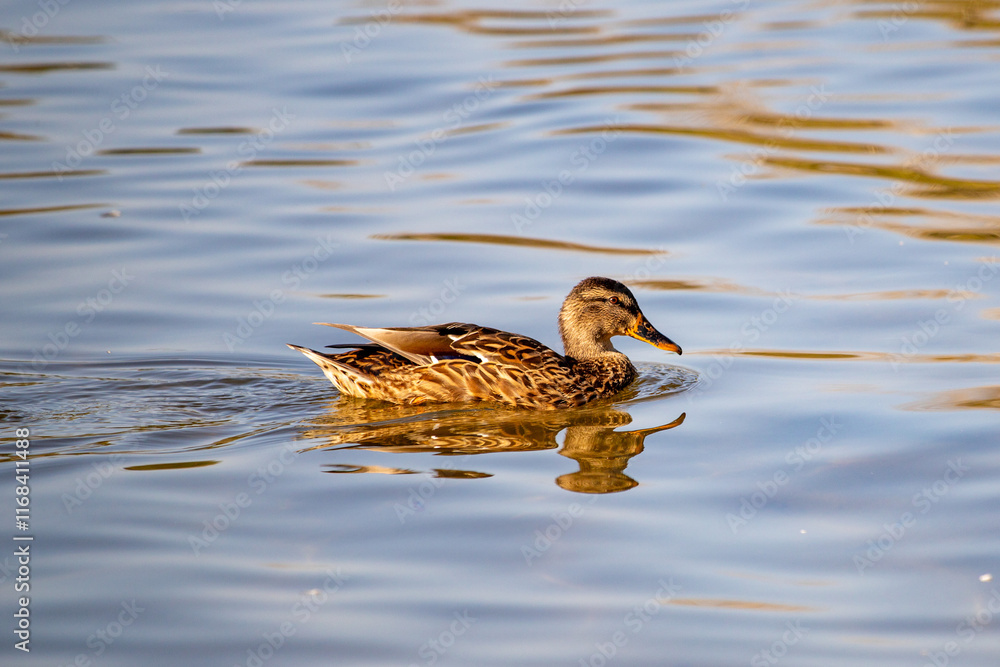 A duck is swimming in a body of water A duck is swimming in a body of water