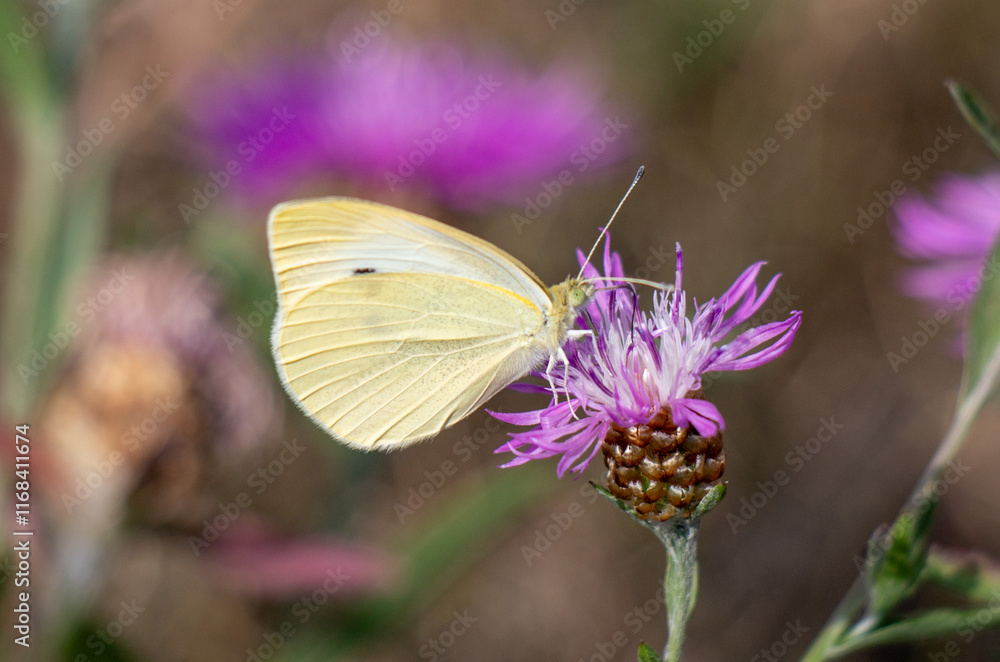 A white butterfly is sitting on a purple flower A white butterfly is sitting on a purple flower