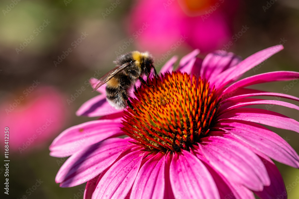 Bumblebee on echinacea flower, pollination of plant, nature summer. Bumblebee on echinacea flower, pollination of plant, nature summer.