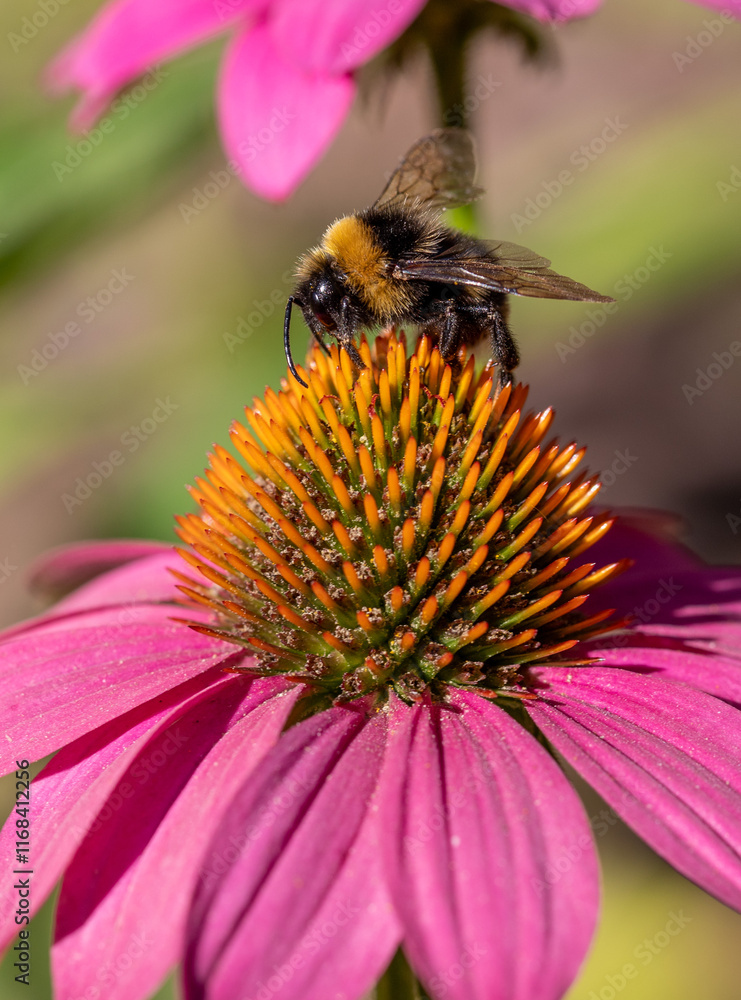 Bumblebee on echinacea flower, pollination of plant, nature summer. Bumblebee on echinacea flower, pollination of plant, nature summer.