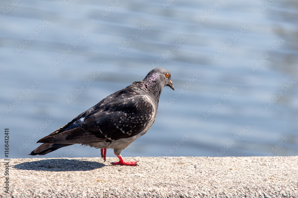 A pigeon is standing on a ledge near a body of water A pigeon is standing on a ledge near a body of water