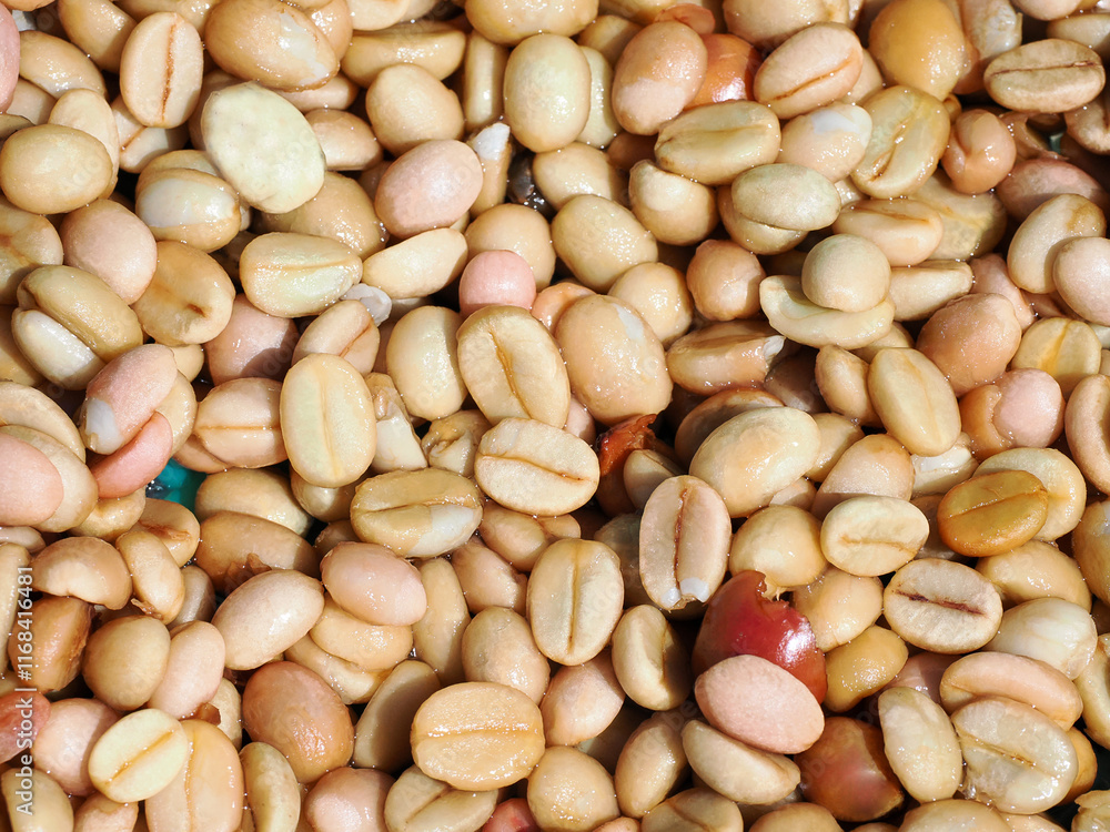Coffee beans,In the ferment and wash method of wet processing Coffee beans,In the ferment and wash method of wet processing