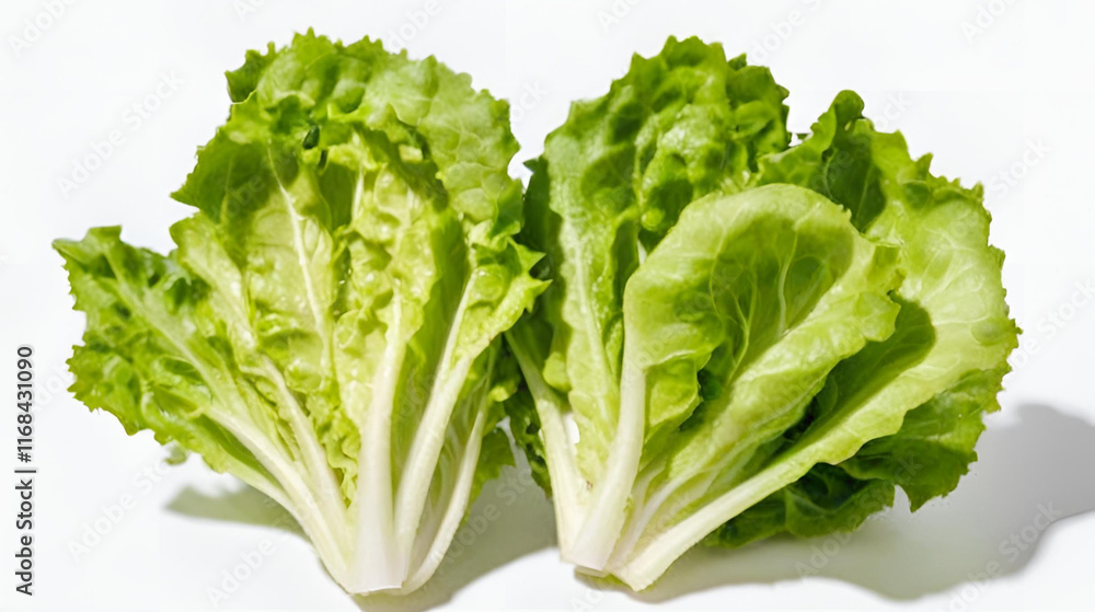Leeks isolated on white background Leeks isolated on white background