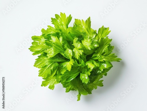 Fresh Green Leafy Herb photo