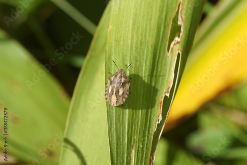 Closeup Tortoise Bug, Eurygaster testudinaria. Family Jewel bugs (Scutelleridae). On a leaf. Dutch garden, summer, August photo