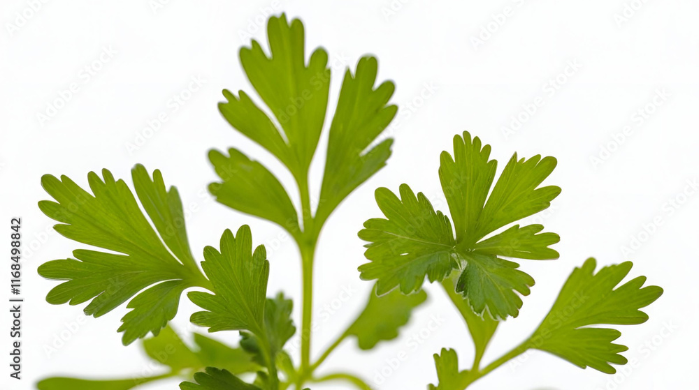 Cilantro isolated on white background Cilantro isolated on white background