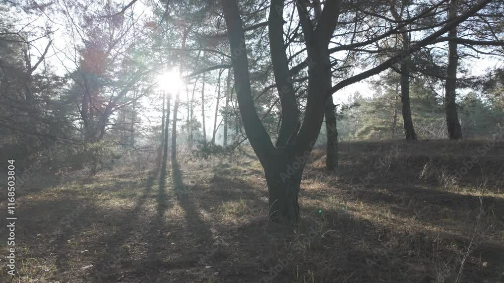 SUN THROUGH PINES. walk in the forest. hiking in the forest. natural nature. long shadows from trees. forest on a sunny day. Log-C, 4K, H.264, 23.98p, max bit rate and depth, SUN THROUGH PINES. walk in the forest. hiking in the forest. natural nature. long shadows from trees. forest on a sunny day. Log-C, 4K, H.264, 23.98p, max bit rate and depth,