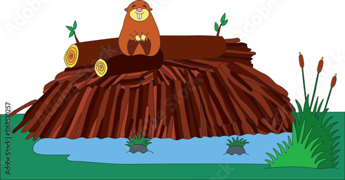 a contented beaver sits on a log on a dam, next to a puddle of water