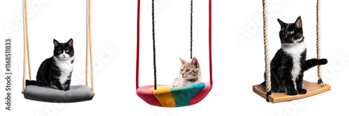 Set of A cat colorful swings on a swing isolated on transparent background