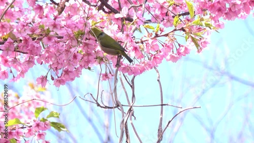 Warbling white-eye birds, Zosterops Japonicus, feed on nectar of cherry flowers and fly away in Japan. 4K