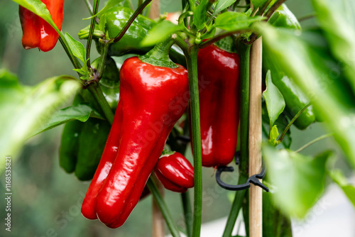 Chili- und Paprikaschoten als Zutaten für ein Chili con Carne photo